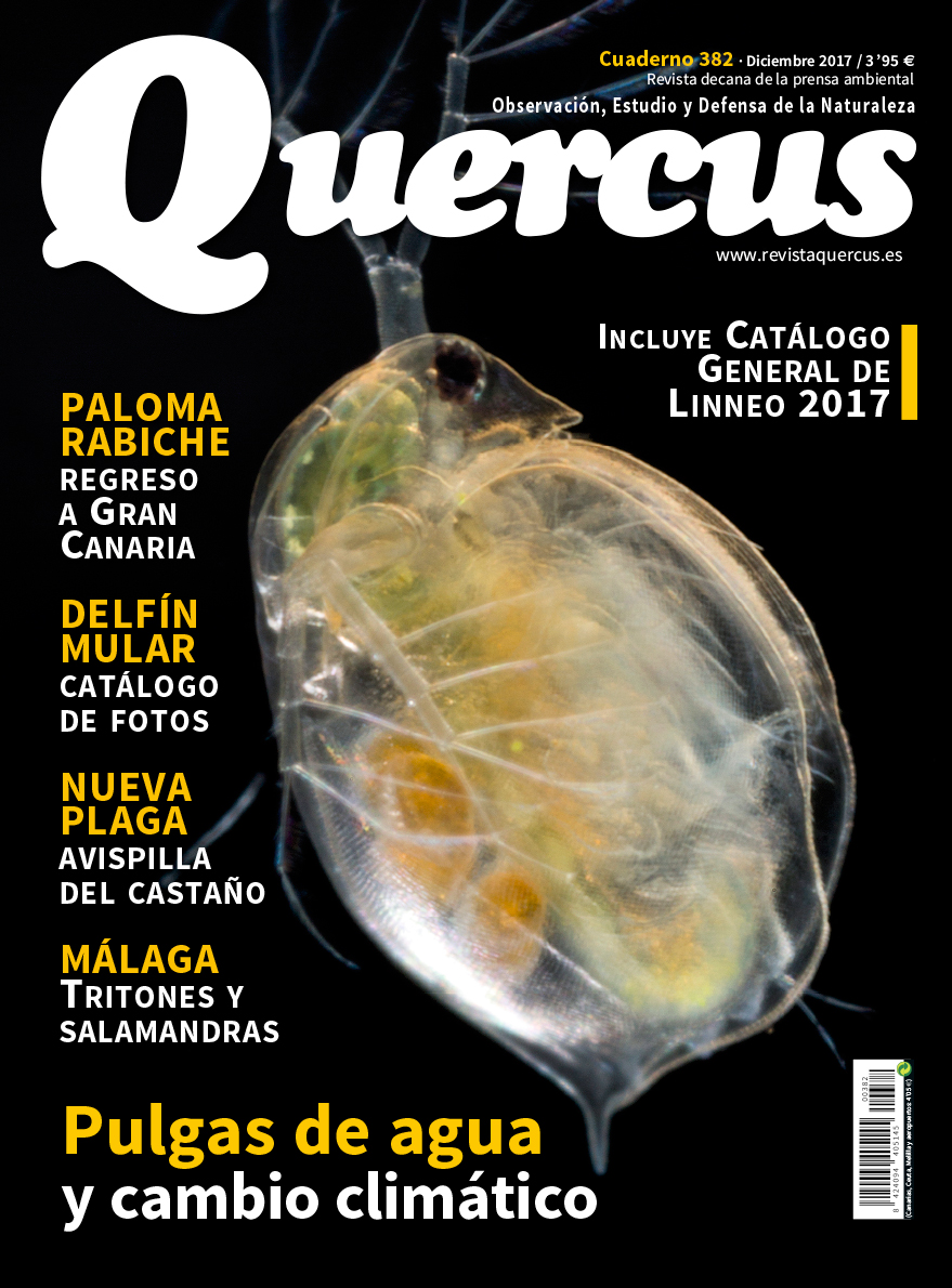 Quercus 382
