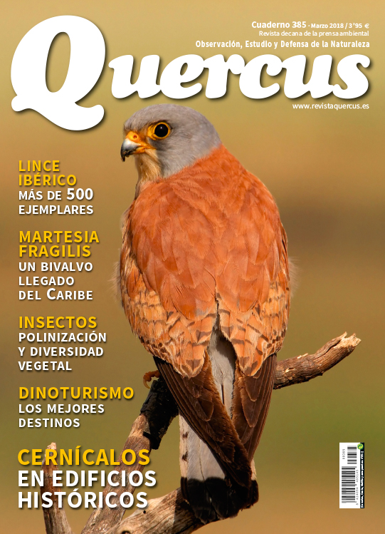 Quercus 385