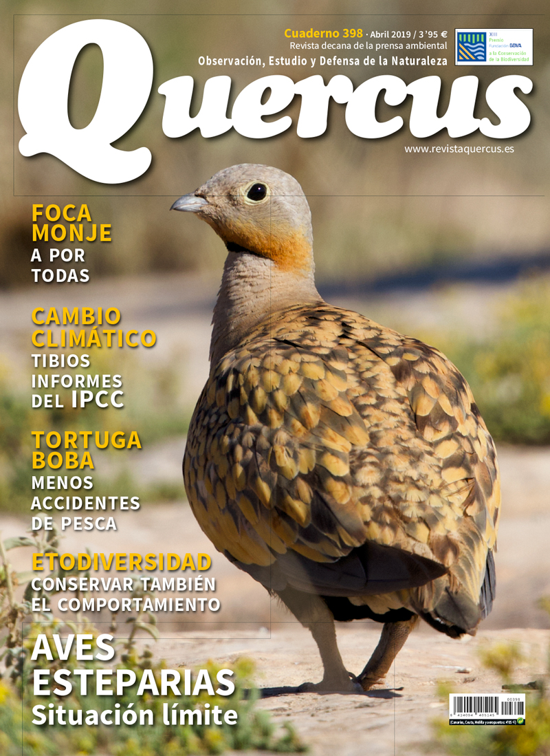 Click para ampliar Quercus 398