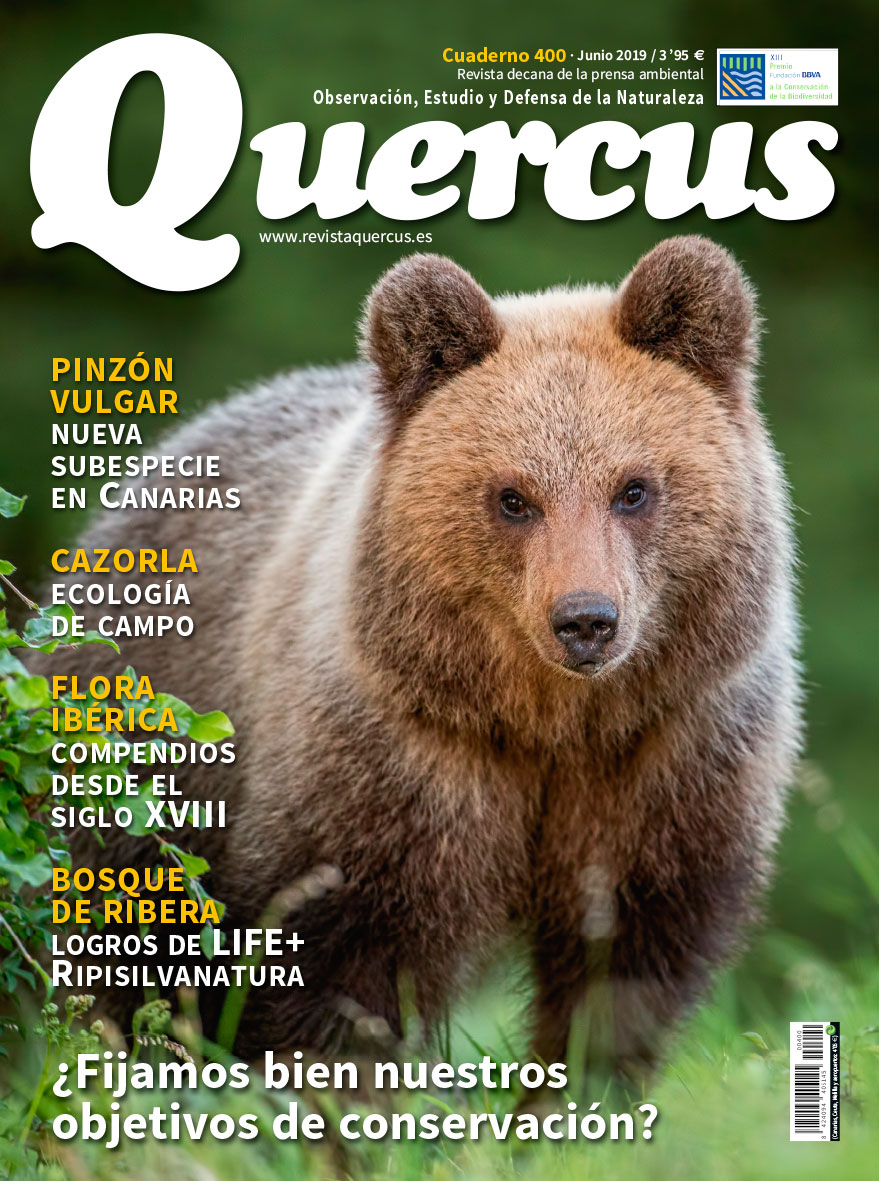 Click para ampliar Quercus 400
