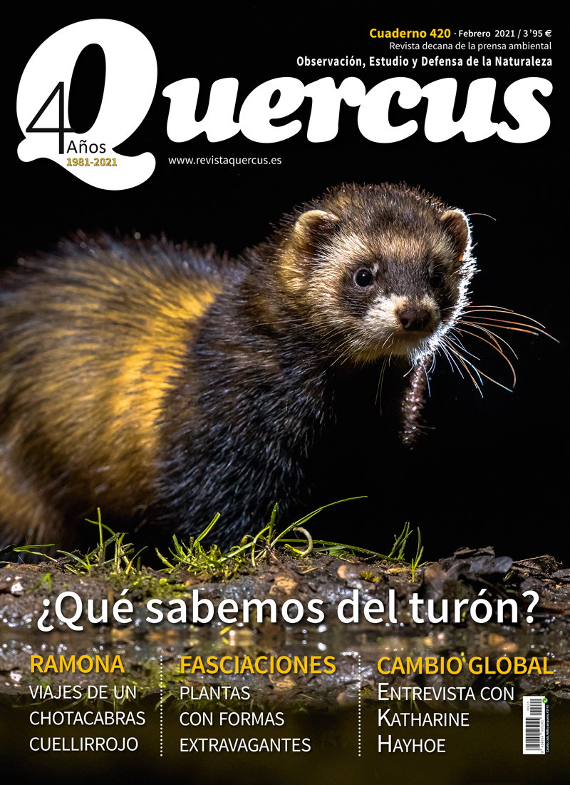 Click para ampliar Quercus 420