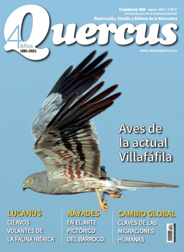 Click para ampliar Quercus 426