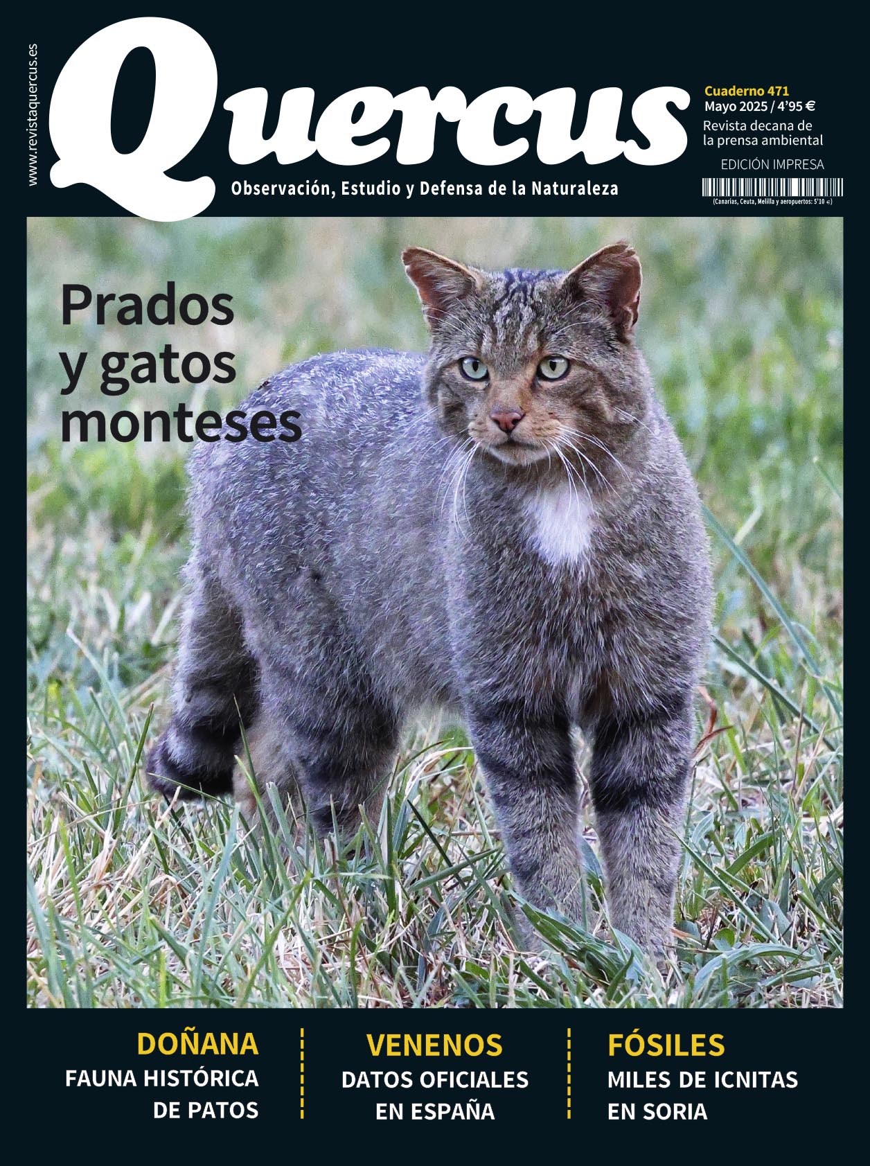 Click para ampliar Quercus 471