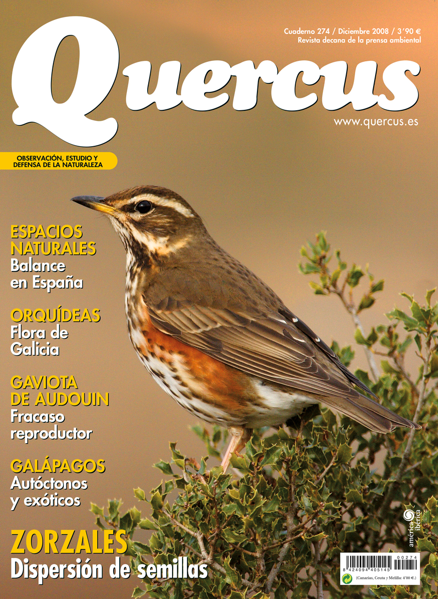 Click para ampliar Quercus 274