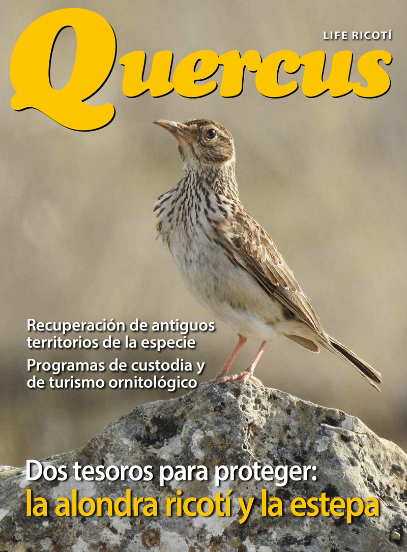 Click para ampliar Life Ricoti