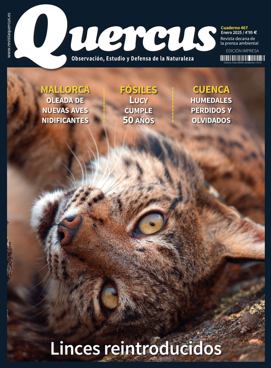 Click para ampliar Quercus 467