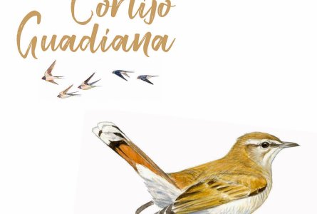 Guía dedicada a las aves presentes en los olivares