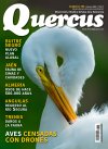 Quercus 384