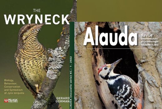 Dos recientes monografías sobre pájaros carpinteros