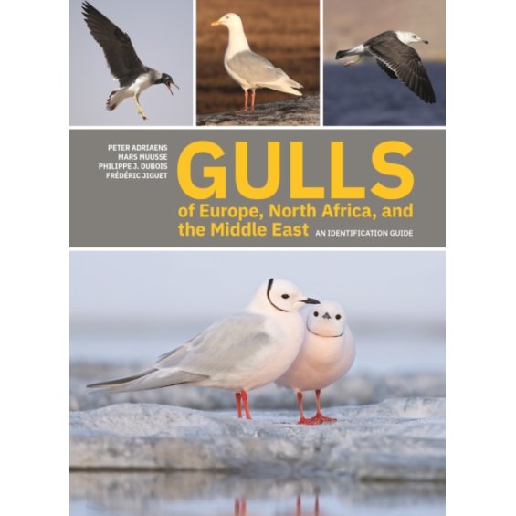 GULLS of Europe, North Africa, and the Middle East