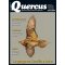 Quercus 460
